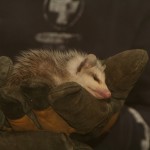 baby opossum in hands
