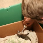 feeding opossum with dropper