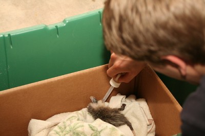 feeding opossum with dropper