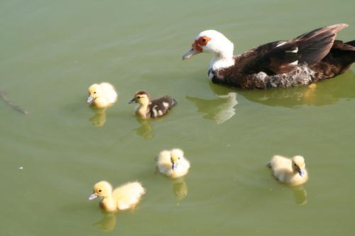 Here are the sweet little duckies.