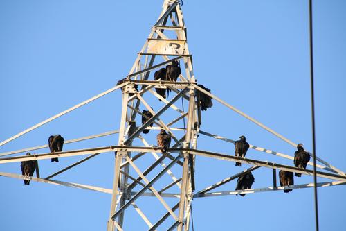 We saw at least 50 vultures on two towers.